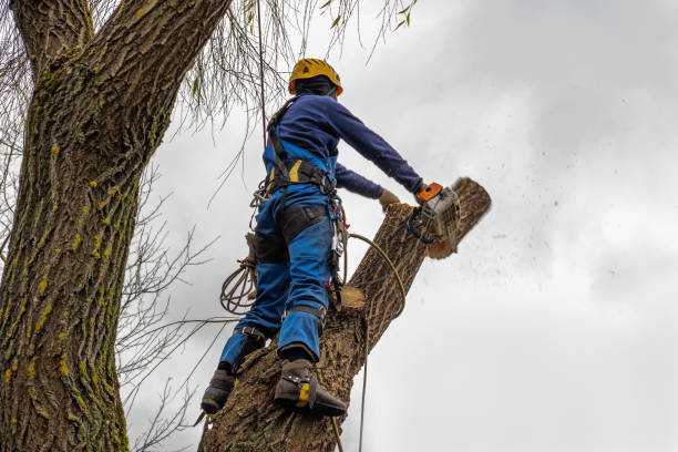 Reliable Groveton, VA Tree Service Solutions